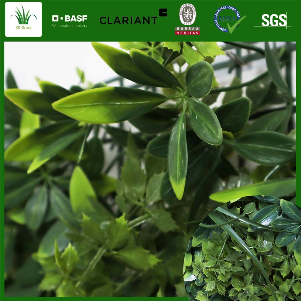 Devorga osilgan ko'chatlar